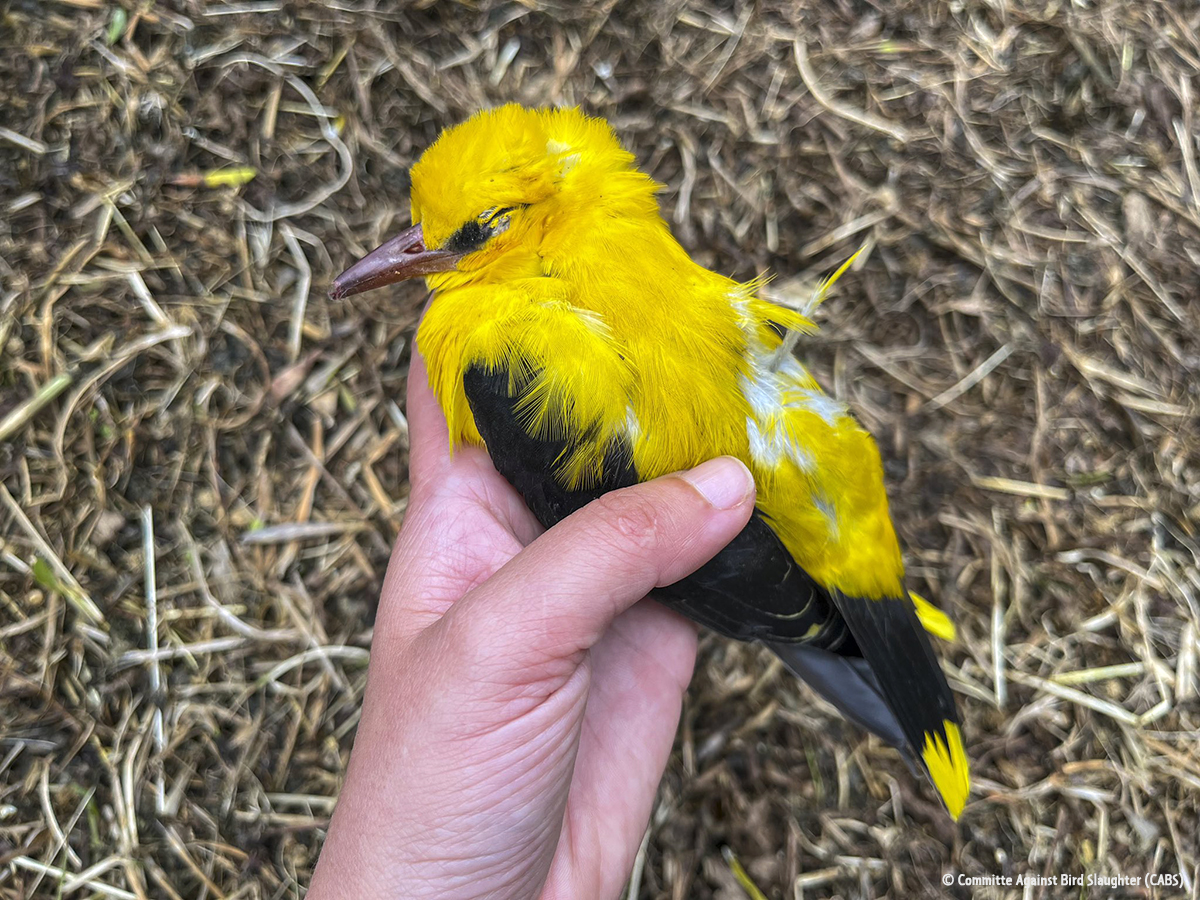 Shot Golden Oriole Zakynthos spring 2024 CABS cr