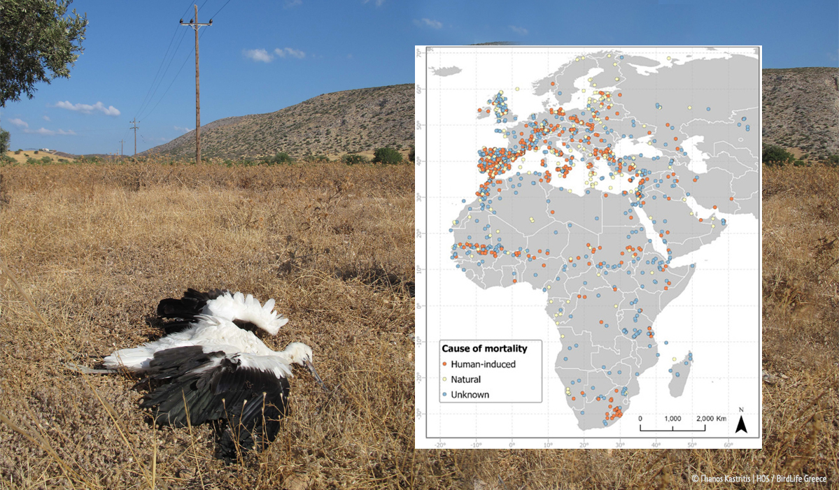 banner large bird mortality publication