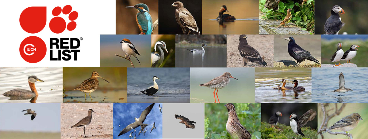1 out of 5 bird species in Europe is threatened...