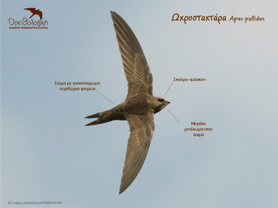 Apus pallidus ID