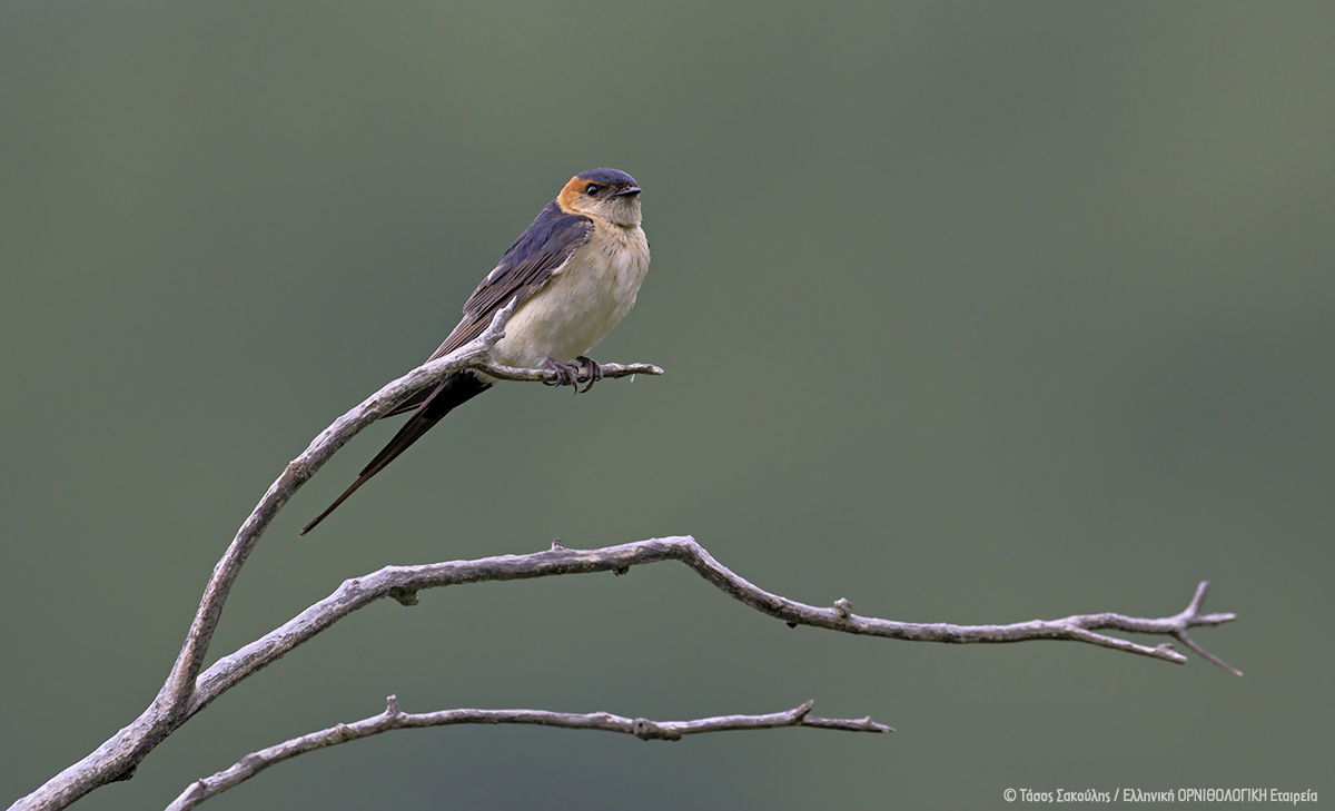 Hirundo daurica Oxthoxelidono TasosSakoulis