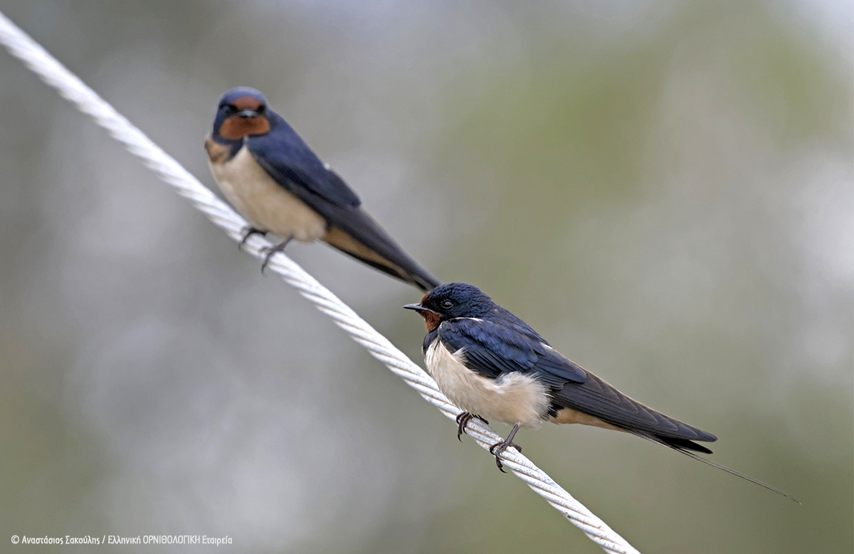 Hirundo rustica ASakoulis cr