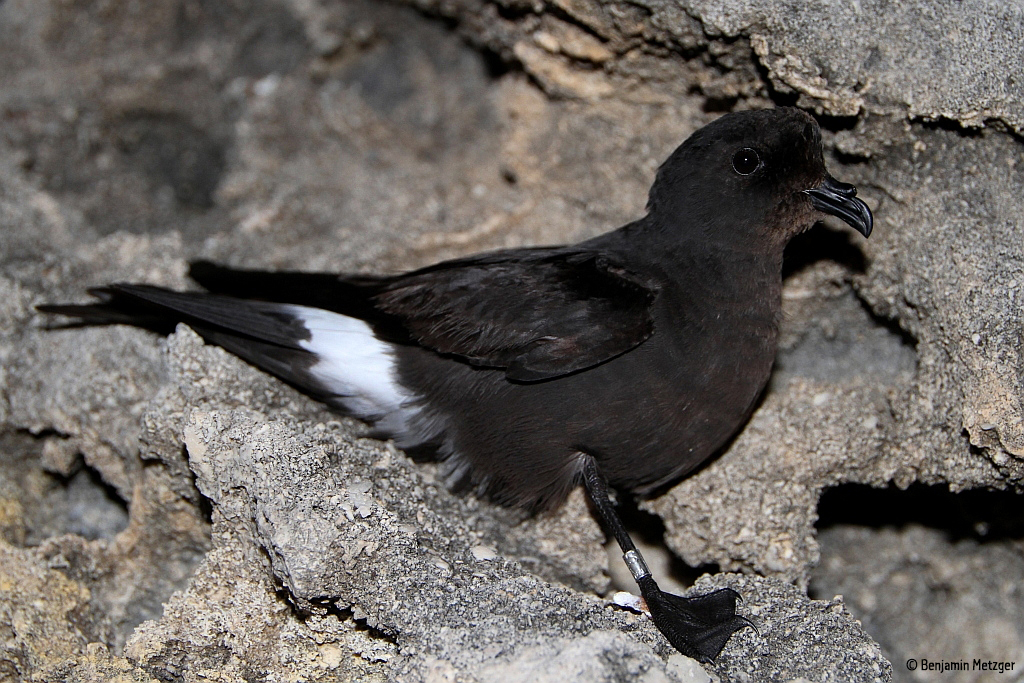 Malta Storm petrel ringed adult Benjamin Metzger